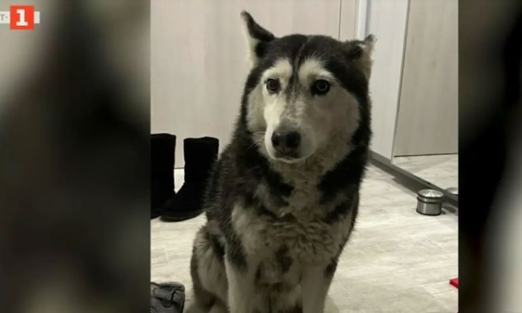 Прокуратурата разследва случая с прегазеното куче в София