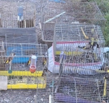 Предотврати незаконна търговия със защитени диви птици 