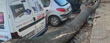 Бурният вятър в Пловдив: Над 80 сигнала за щети и пострадали автомобили