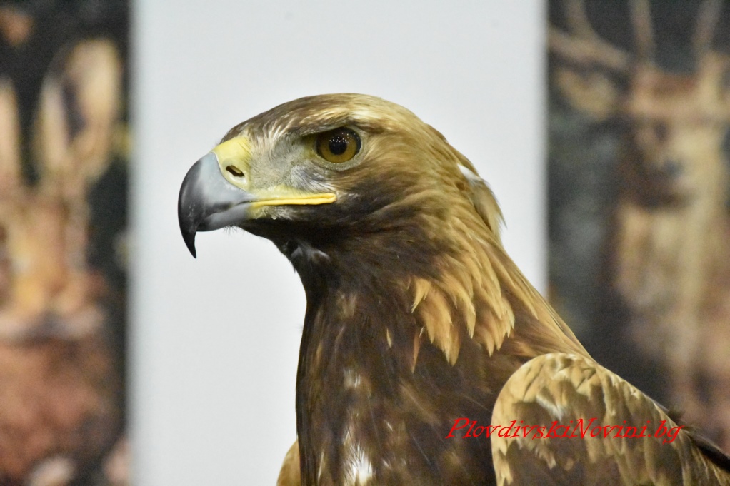 България остава лидер по отношение на трофейните качества на дивеча