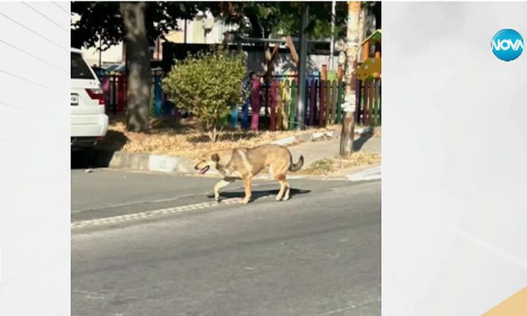 Бездомни кучета системно нападат деца в Асеновград