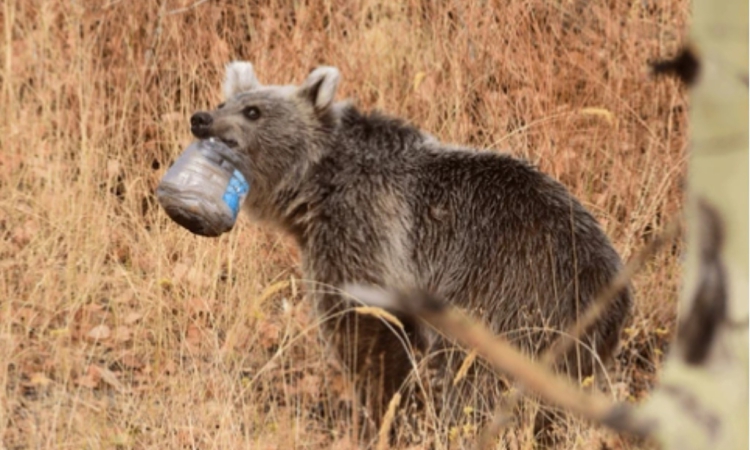 Експертите на WWF съветват:  Как да реагираме при среща с мечка