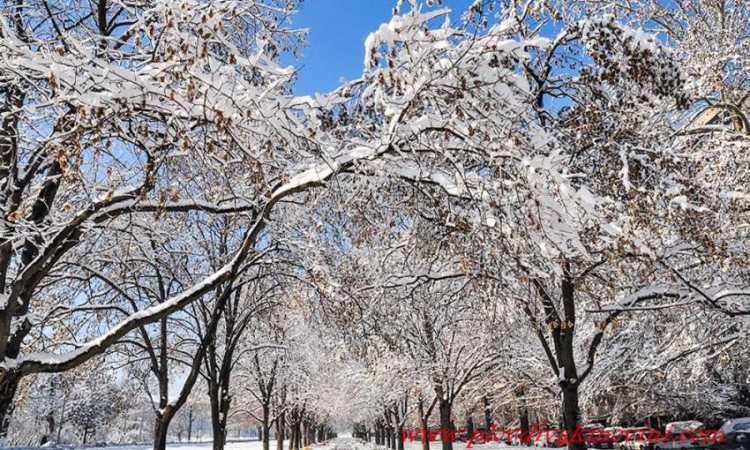 Сняг за Нова година