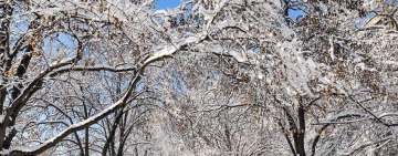 Сняг за Нова година