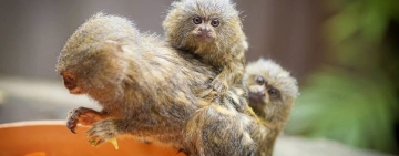 Най-малката маймунка в света вече е част от семейството на Природонаучния музей