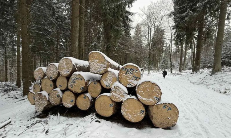 Запасът на горите у нас се е увеличил с 4,5% за последните 5 г.