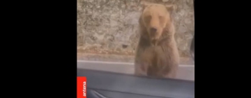 Кошмар: Мечка нападна и разкъса ръката на шеф в БФС (видео)