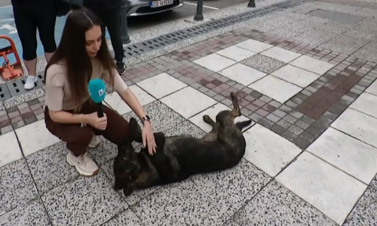 Полицейски патрул блъсна куче, видео от скандала след инцидента обиколи социалните мрежи