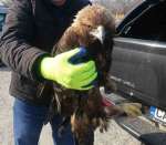 РИОСВ - Пловдив спаси екземпляр от защитения вид скален орел