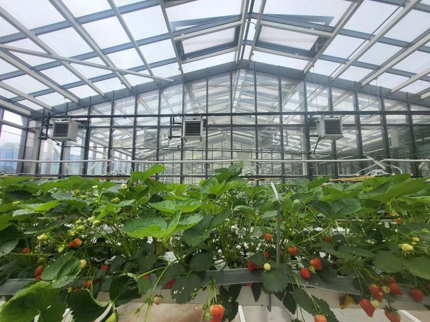 Иновации в оранжерийно производство на малини и ягодоплодни бяха представени в Пловдив